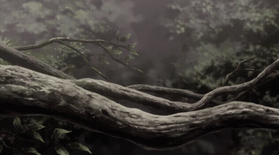 A Tree Branch With A Lot Of Branches And Leaves On It GIF