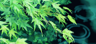 A Tree Branch With Green Leaves And Water Drops GIF