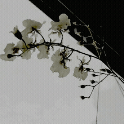 A Tree Branch With White Flowers Against A White Sky GIF