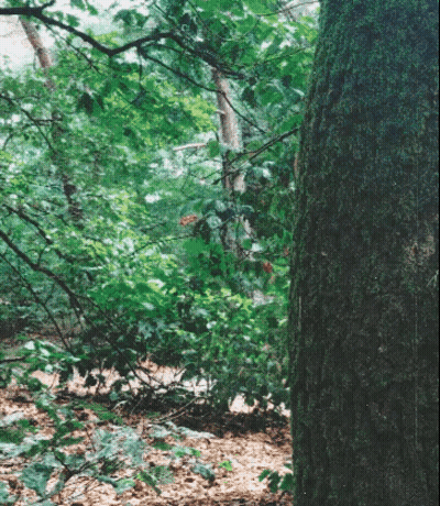 A Tree In A Forest With Lots Of Leaves And Branches GIF