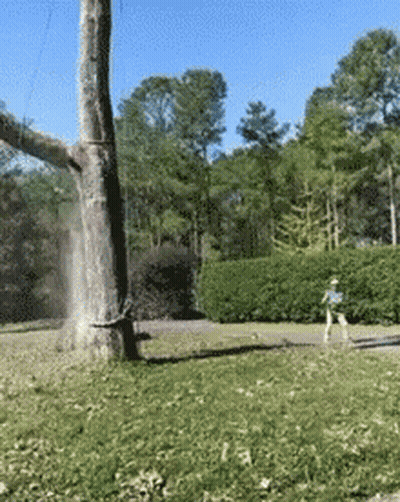 A Tree In A Park With A Person Walking By GIF