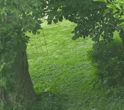 A Tree In The Middle Of A Grassy Area With A Fence In The Background GIF
