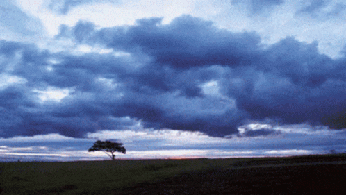 A Tree Is Silhouetted Against A Cloudy Sky At Sunset GIF