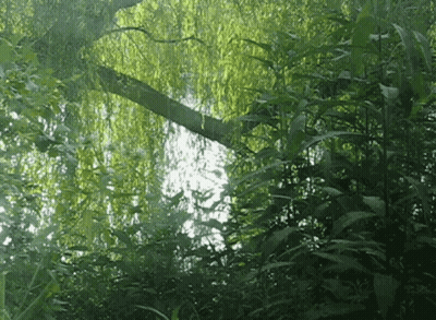 A Tree With Lots Of Green Leaves Is Reflected In A Pond GIF