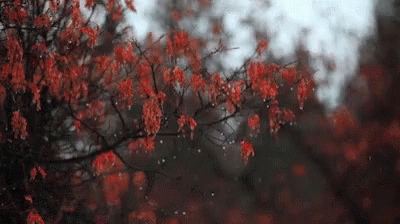 A Tree With Red Leaves And Rain Drops Falling On It . GIF