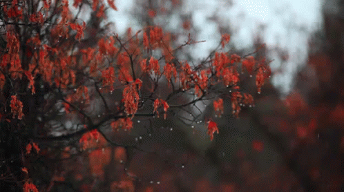 A Tree With Red Leaves Is Covered In Rain Drops GIF