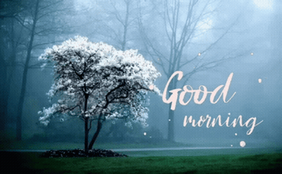 A Tree With White Flowers In A Foggy Forest With The Words Good Morning GIF