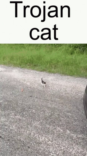 A Trojan Cat Walking Down A Gravel Road Next To A Car GIF