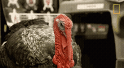 A Turkey With A Red Beak Is Standing In Front Of A National Geographic Sign GIF