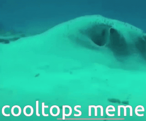 A Turquoise Background With The Words Cooltops Meme Below It GIF