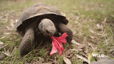 A Turtle Eating A Red Flower With A National Geographic Logo In The Corner GIF