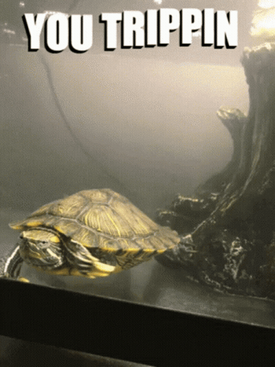 A Turtle In A Tank With The Words You Trippin Written Above It GIF