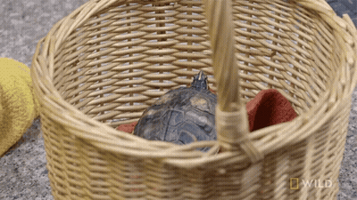 A Turtle In A Wicker Basket With A National Geographic Logo GIF