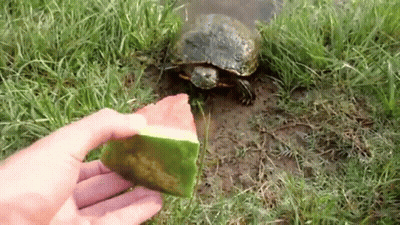 A Turtle Is Eating A Slice Of Watermelon From A Person 'S Hand In The Grass . GIF