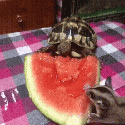 a turtle is eating a slice of watermelon next to a glider