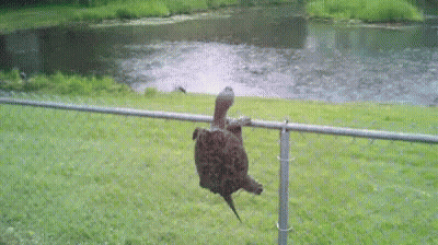 A Turtle Is Hanging Upside Down On A Fence Next To A Body Of Water . GIF