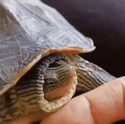 A Turtle Is Laying On A Person 'S Hand And Looking At The Camera GIF