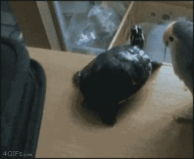 A Turtle Is Laying On A Table Next To A Parrot And A 4Gifs.com Logo GIF