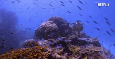 A Turtle Is Swimming In A Coral Reef With A Netflix Logo Behind It GIF