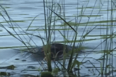 A Turtle Is Swimming In A Lake With Tall Grass In The Foreground . GIF