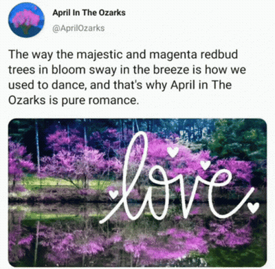 A Tweet From April In The Ozarks Shows A Picture Of Pink Flowers GIF