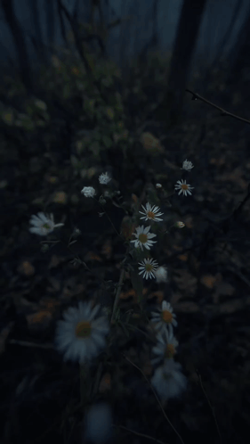 A Twig With Water Drops On It In A Dark Forest GIF