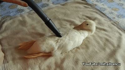 A Vacuum Cleaner Is Being Used To Clean A Duck Laying On A Bed GIF