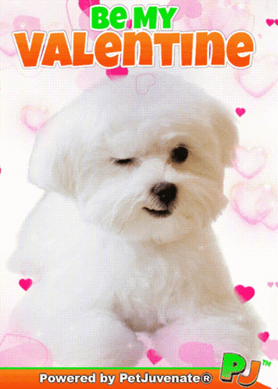 A Valentine 'S Day Card With A Small White Dog GIF