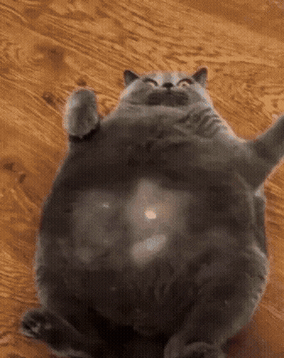 A Very Fat Cat Is Laying On Its Back On A Wooden Floor GIF