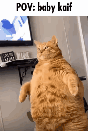 A Very Fat Cat Standing On Its Hind Legs In Front Of A Television . GIF