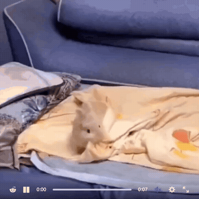 A Video Of A Cat Laying On A Couch With The Time Of 0:07 Showing GIF