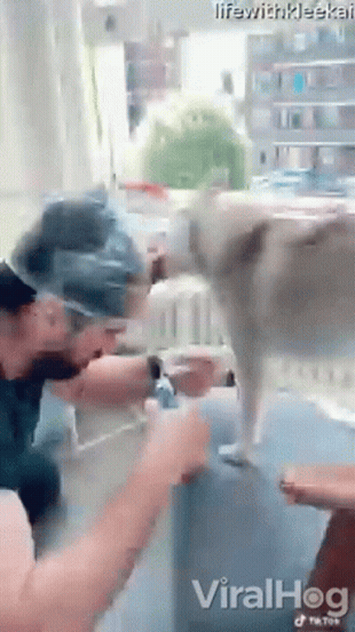 A Video Of A Dog Being Attacked By A Man Is Being Shared On Social Media . GIF