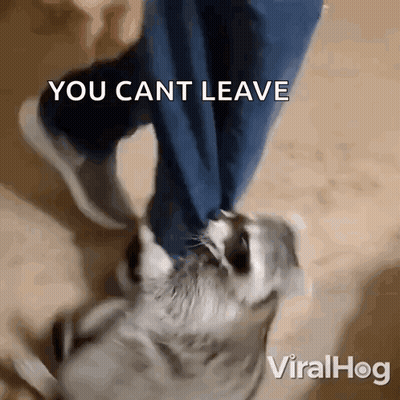 A Video Of A Dog Being Kicked By A Person With The Caption You Cant Leave GIF