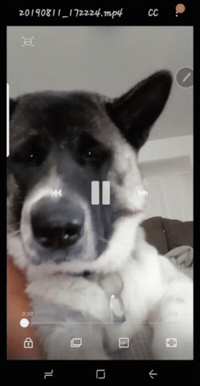 A Video Of A Dog Being Played On A Cell Phone GIF