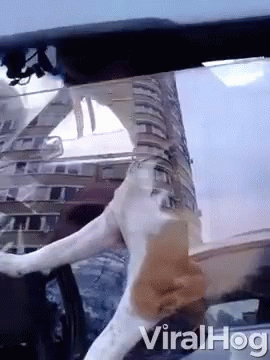 A Video Of A Dog In A Car With The Word Viralhog On The Bottom GIF