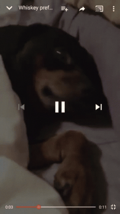 A Video Of A Dog Is Being Played On A Cell Phone GIF