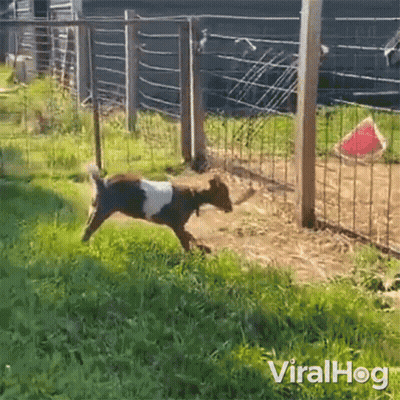 A Video Of A Goat Jumping Over A Fence With The Words Viralhog Written On The Bottom GIF