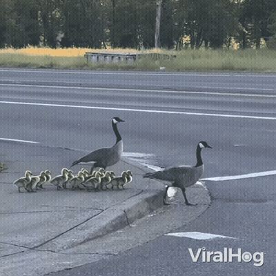 A Video Of A Goose And Ducklings Crossing A Street With Viralhog Written Below It GIF