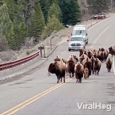 A Video Of A Herd Of Bison Walking Down A Highway With The Words Viralhog On The Bottom GIF