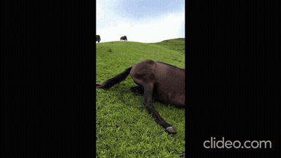 A Video Of A Horse Laying On A Grassy Hill With The Website Clideo.com In The Lower Right Corner GIF