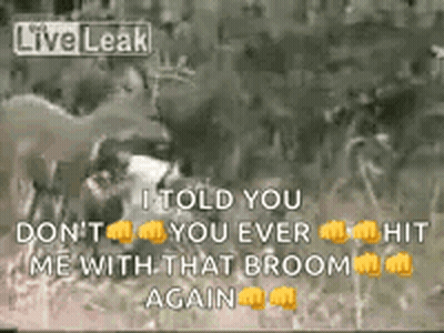 A Video Of A Lion Attacking A Deer With A Caption That Says I Told You Do N't GIF