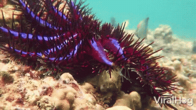 A Video Of A Sea Urchin Eating Another Sea Urchin With The Words Viralhog In The Bottom Right GIF