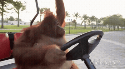 A Video Of An Orangutan Driving A Golf Cart With Clideo.com At The Bottom Of The Screen GIF