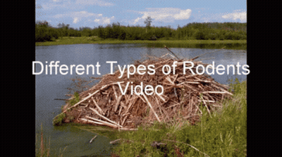 A Video Shows Different Types Of Rodent 'S GIF