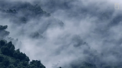 A View Of A Forest Covered In Fog And Clouds GIF