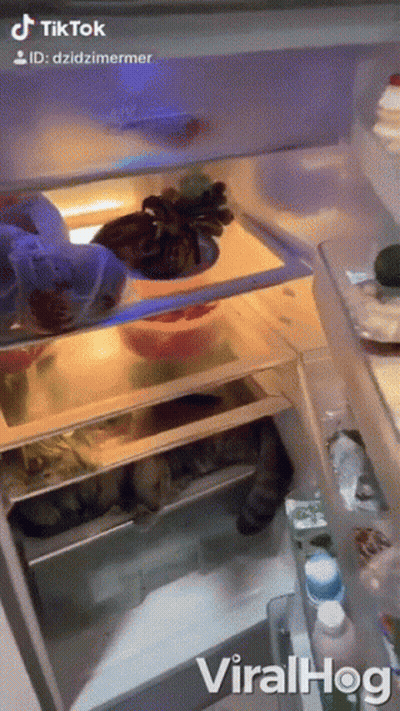 A Viralhog Video Of A Cat Sleeping In A Refrigerator .. GIF