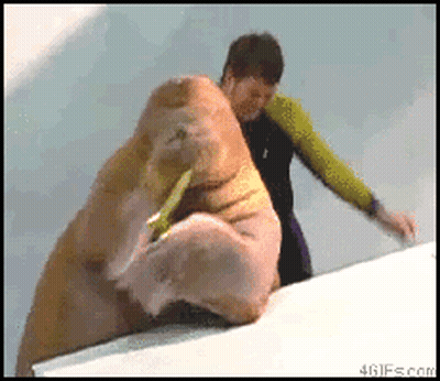 A Walrus Is Being Held By A Man In A Green Shirt In A Gif From 4Gifs.com GIF