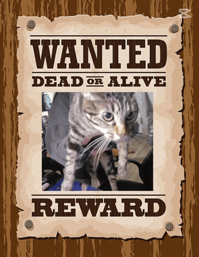 A Wanted Dead Or Alive Poster With A Picture Of A Cat GIF