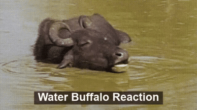 Buffalo GIFs