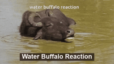A Water Buffalo Is Swimming In The Water With The Words Water Buffalo Reaction Above It GIF